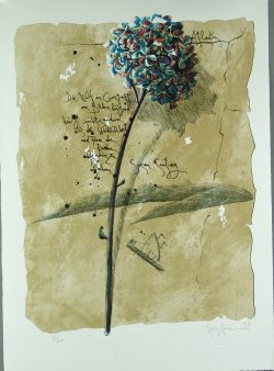 Günther Nussbaumer: Hortensie
