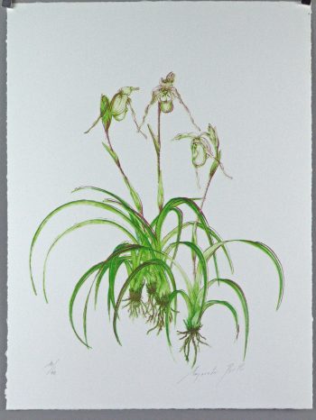 Margareta Pertl: Kleine Orchidee