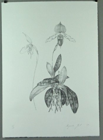 Margareta Pertl: Orchidee